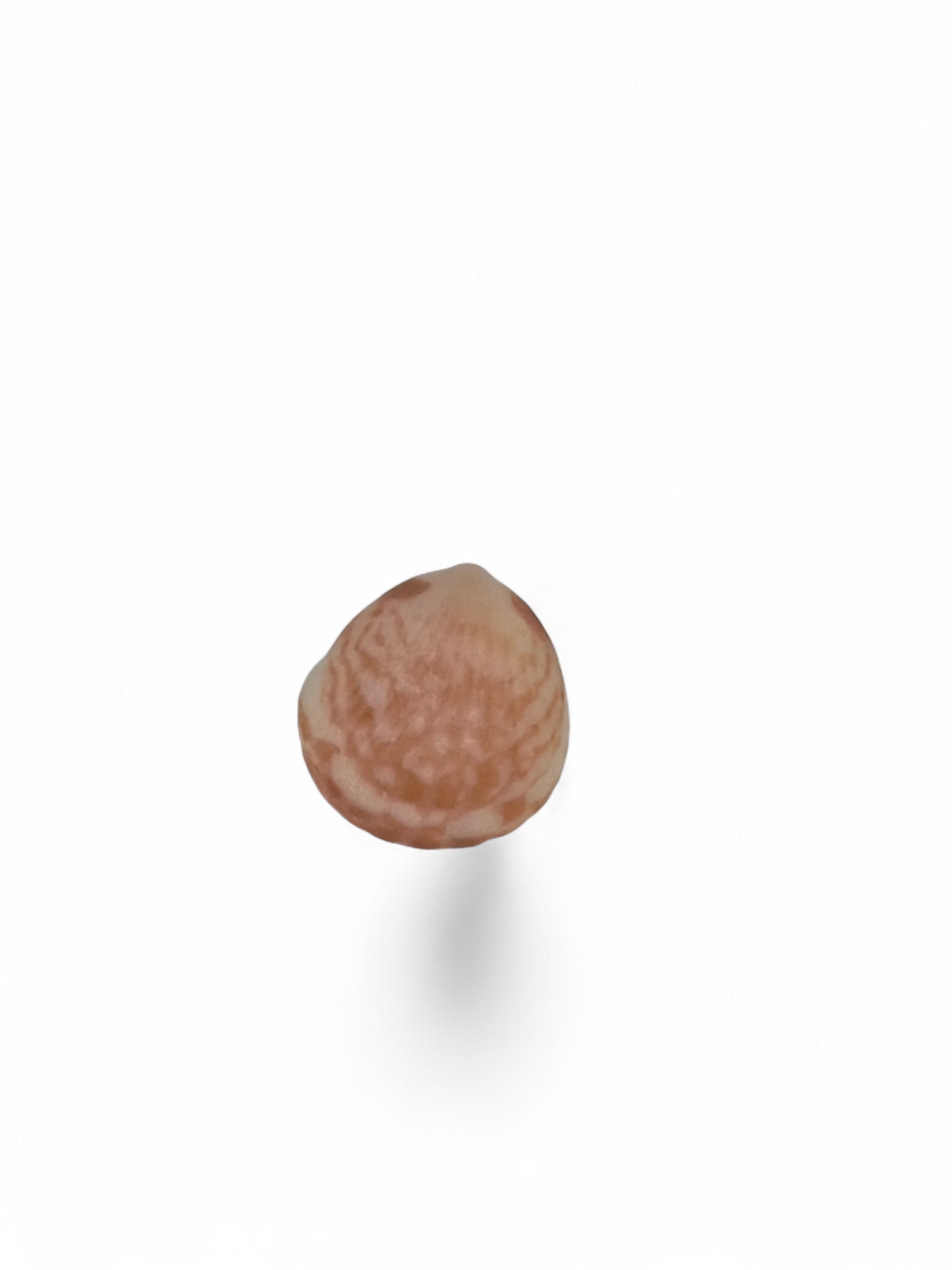 Stud Earring