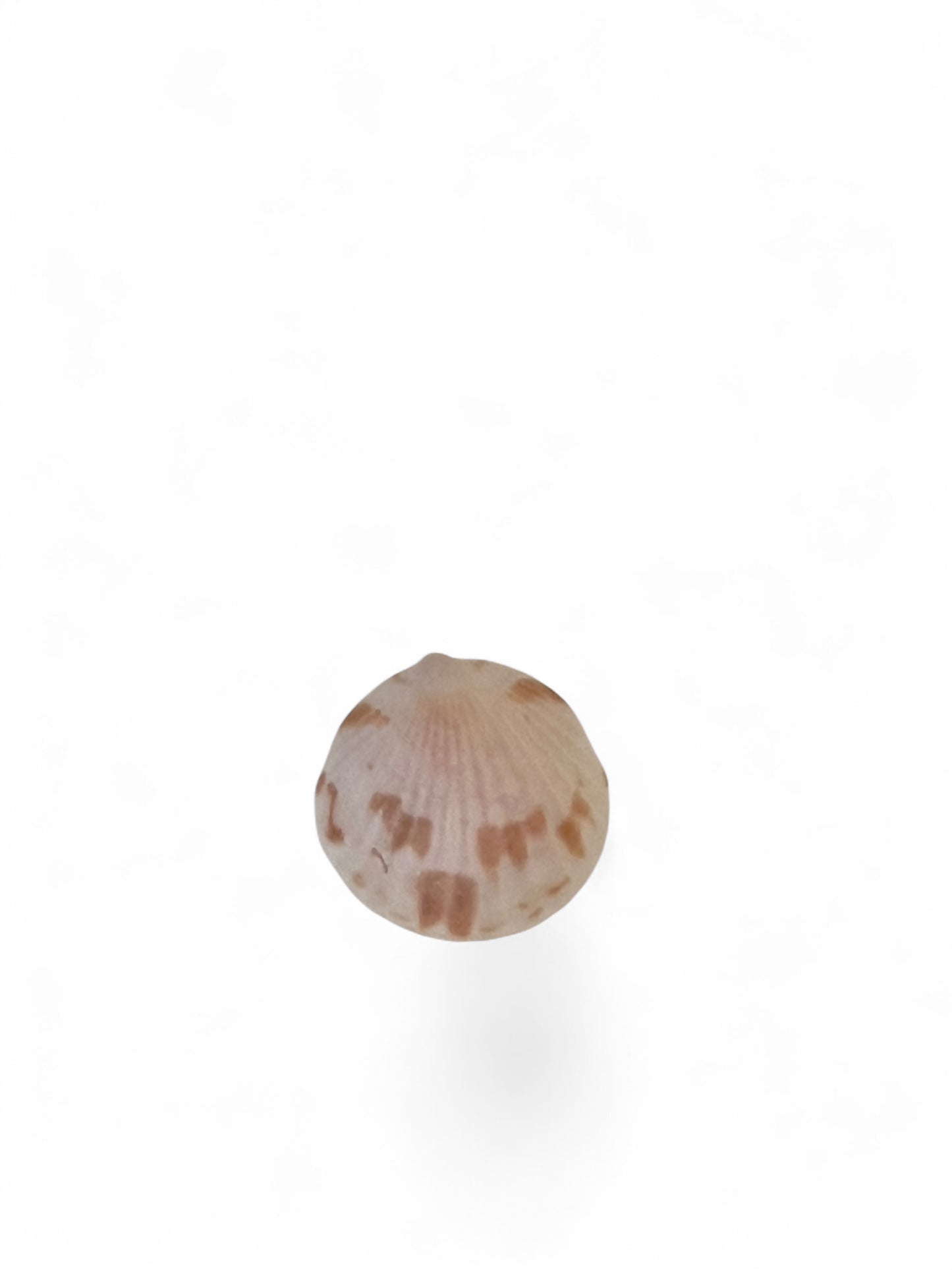 Stud Earring