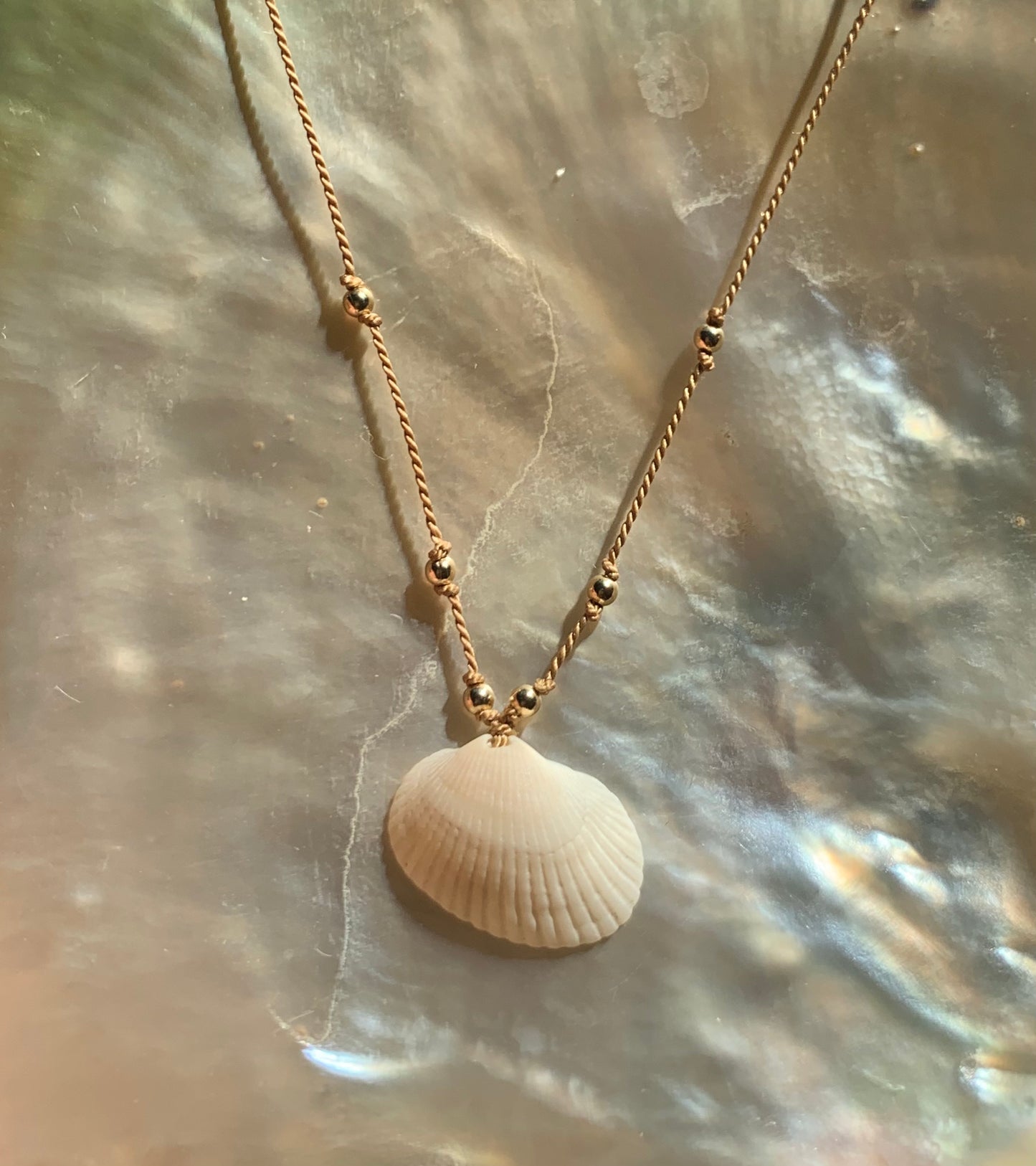 Local Seashell Necklace | 2