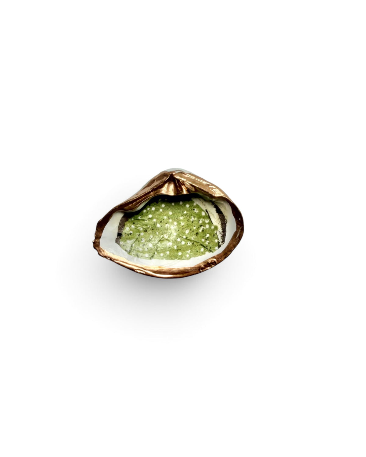 Mini Mollusk Shell Babies | Fall Collection