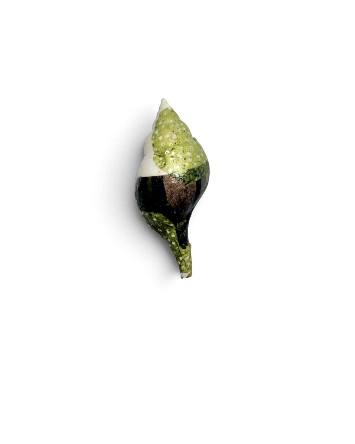 Mini Mollusk Shell Babies | Fall Collection