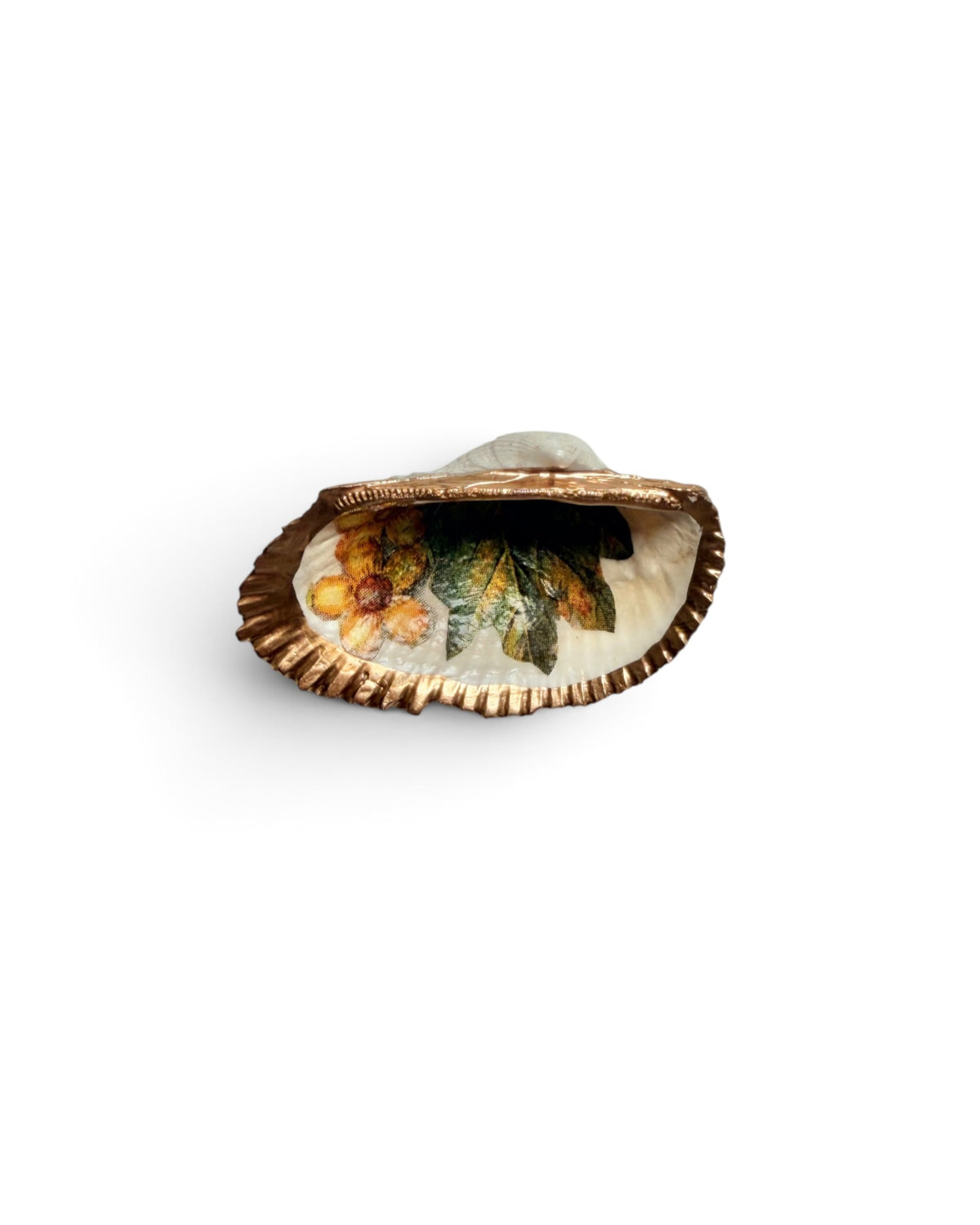 Mini Mollusk Shell Babies | Fall Collection