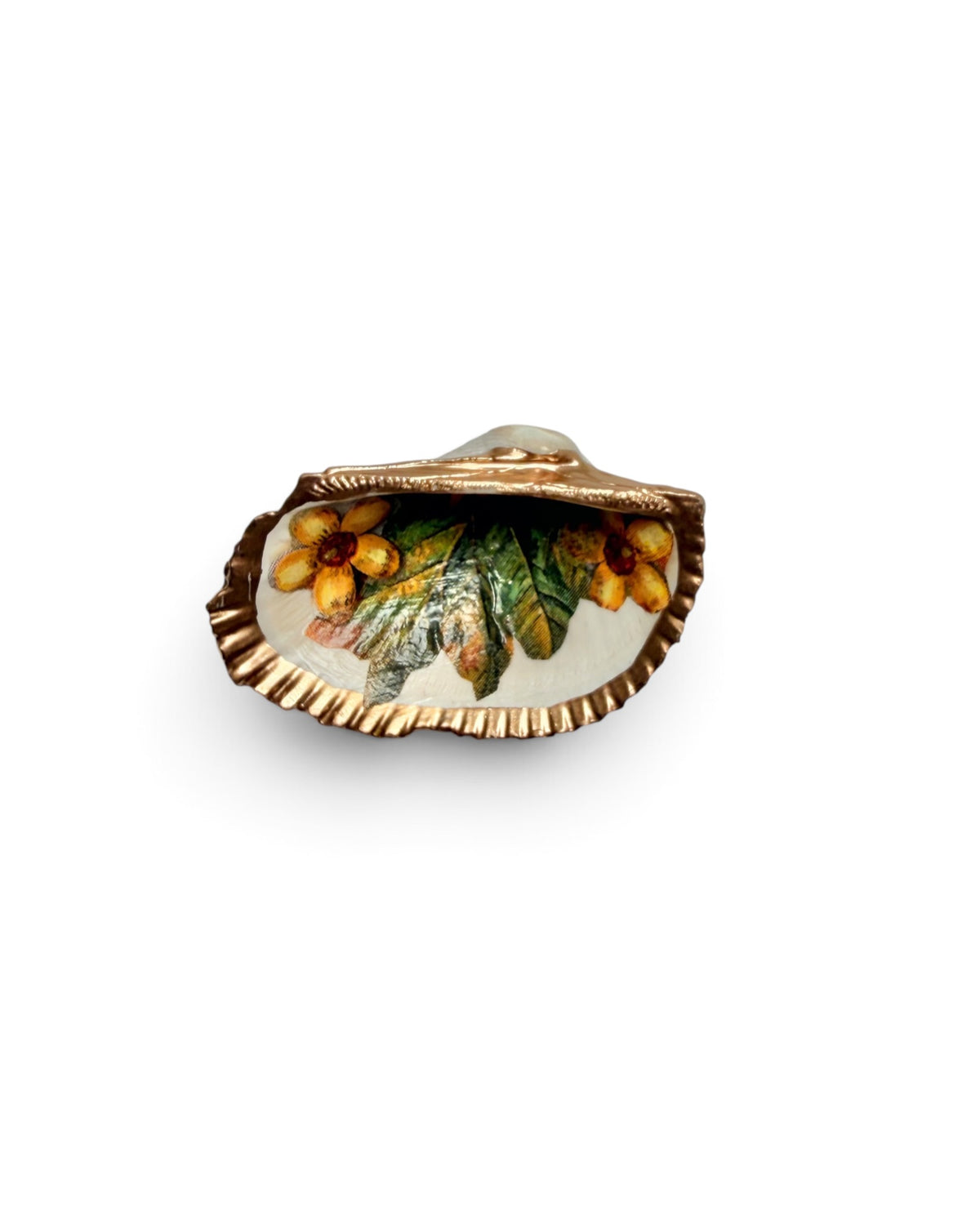 Mini Mollusk Shell Babies | Fall Collection