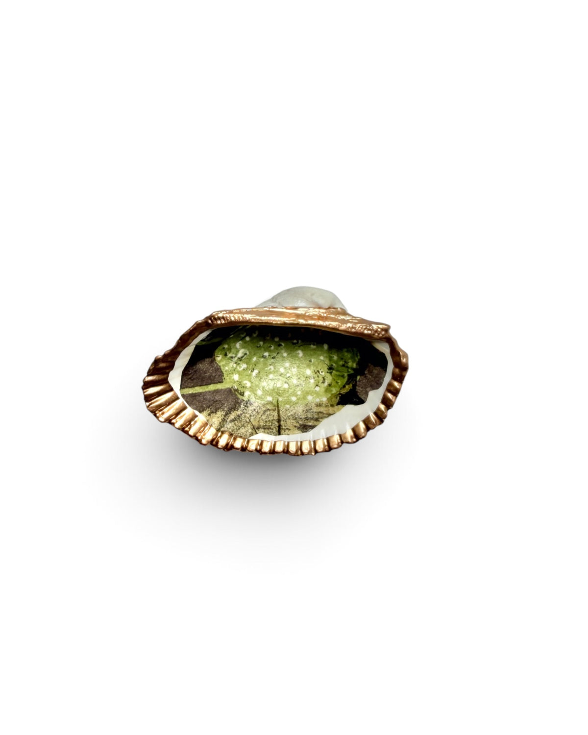 Mini Mollusk Shell Babies | Fall Collection