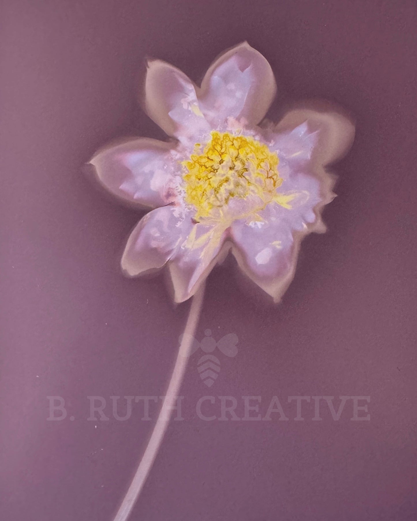 Dahlia 'Bloomquist Simple' #1 | Lumen Print | 8x10