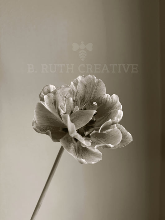 Tulip #1 | Black & White Photograph | 8x10