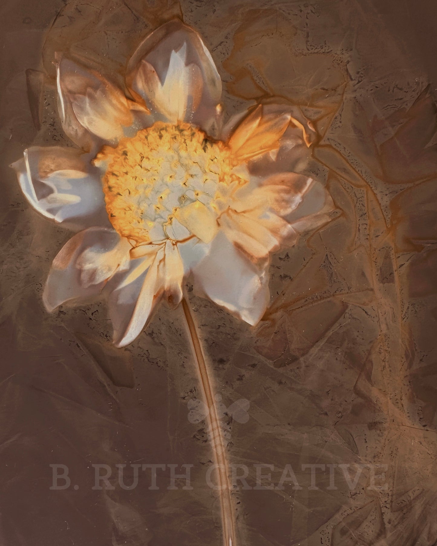 Dahlia 'Bloomquist Simple' #2 | Lumen Print | 8x10