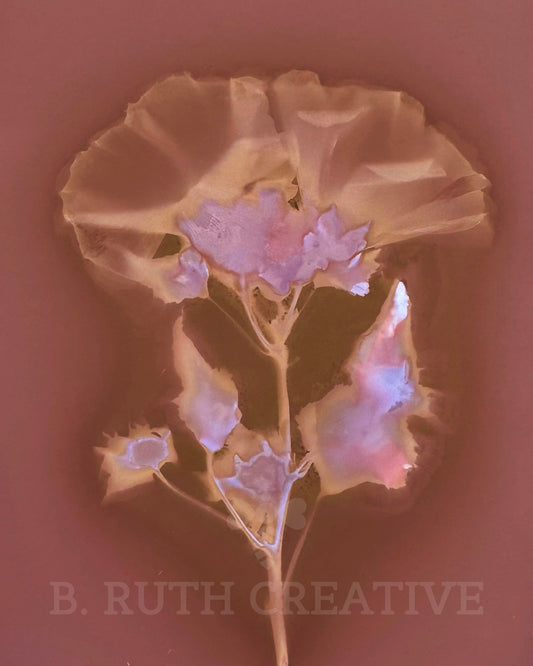 Lavatera 'Pink Regis' | Lumen Print | 8x10