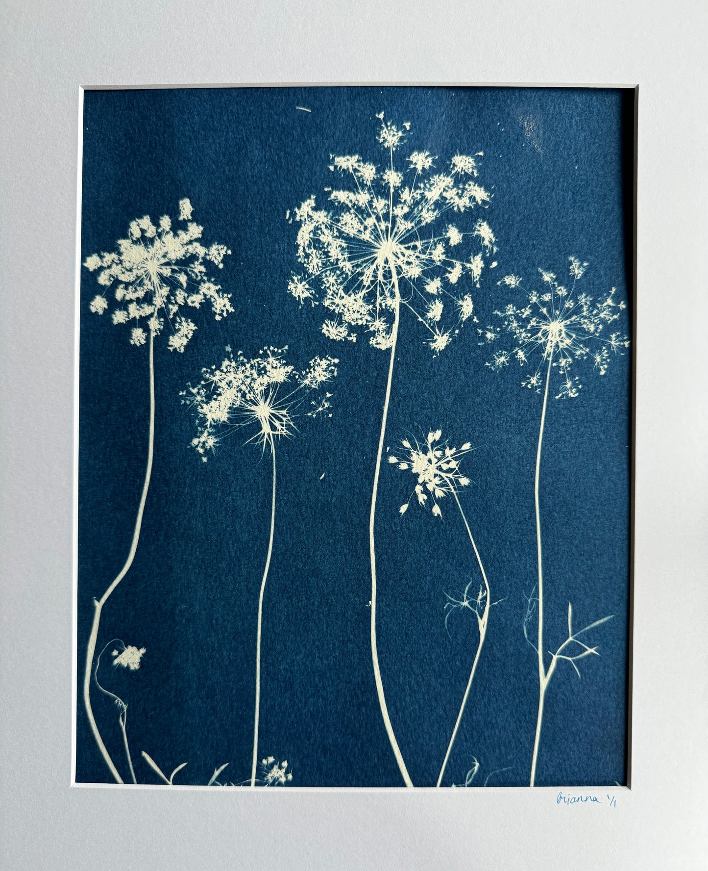 Queen Anne's Lace Cyanotype | 8x10 | 1x1