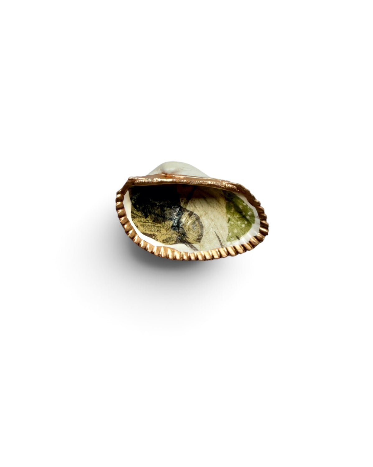 Mini Mollusk Shell Babies | Fall Collection